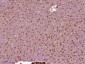 PRPSAP2 Polyclonal Antibody